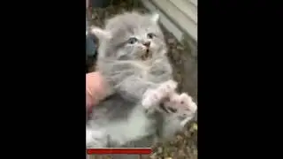Cats, but with Gothic SFX (English)
