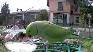 Avvicendamento tortora parrocchetto