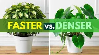 The Botany of Growth: How Leaf Structure Dictates Pothos and Philodendron Strategies
