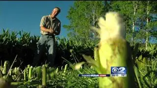 Corn Lily Cancer Cure - KUTV