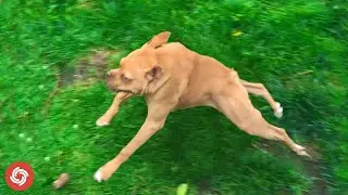 5 Things You Didn't Know About Short Spine Syndrome in Dogs