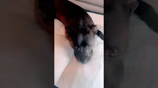 #puupyEYES#kingshow#