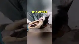kittens Were Dying In 50-degree Heat 😲