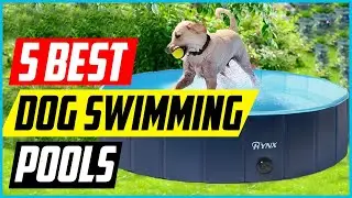 Best Dog Swimming Pools [Top 5 Picks]