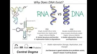 Prebiotic nucleotide synthesis - Nick Green - Yuta Hirakawa