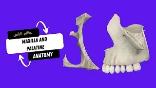 عظام الرأس تشريح الرأس والرقبة (اساسيات) - Maxillary and Palatine Bones