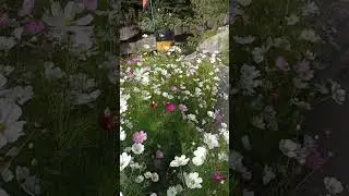 #flowers #garden on the banks of Mother Ganga near #gangotri #uttarakhand #nature #beauty #happy