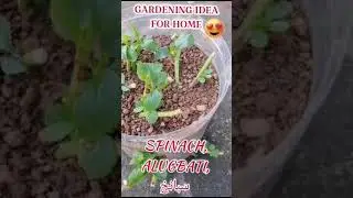 how to re used empty water bottle | planting Alugbati (Spinach )