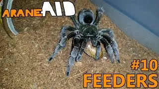 Episode 10 - Feeders