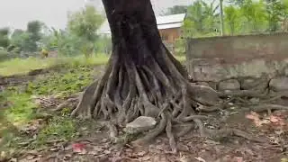 Pathari sanischare camp