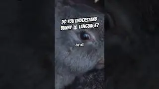 How Bunnies &ldquo;Talk&rdquo; Without Words #bunnyfacts