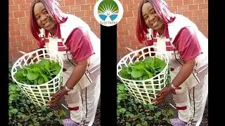 Harvesting vegetable food from our backyard home garden