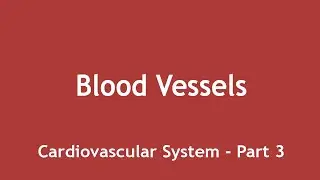 Blood Vessels - Types,  Structure and Functions (Cardiovascular System Part 3) | Dr. Shikha Parmar