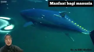 Tuna sirip hitam memangsa ikan dan cumi-cumi di lingkungan epipelagic(permukaan) ataupun mesopelagic