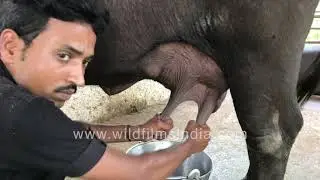 Buffalo milking by hand, of breeds with most milk yield at dairy farm in Maharashtra