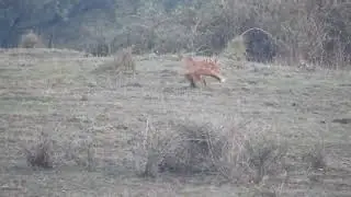 Two foxes play fighting!