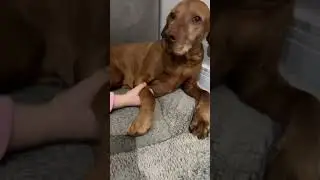 As I am ready it&rsquo;s about to set sailll #dog #babyanimal #funny #pets #dogagingproject #doggone