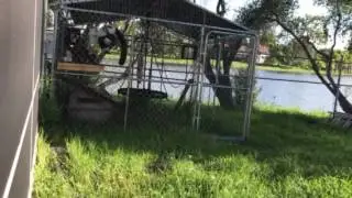 Black and white ruffed lemur Eliza and red ruffed lemur Walter playing.