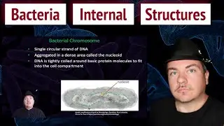 Bacteria Internal Structures