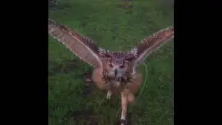 Fl&oacute;ki the Bengal Eagle Owl - Video by Fi Lawson