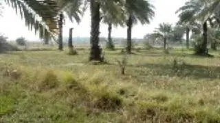 Morning time in the fields in goth in Khairpur