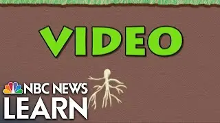 Word Roots: Video