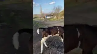 Весёлая корова 🐄