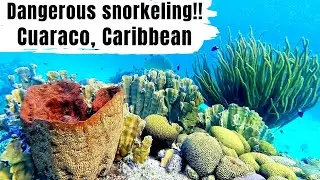 Stung by FIRE CORAL!! // Snorkeling in CURACAO, Caribbean 2021// POLSKIE napisy
