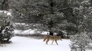 ODIE COYOTE