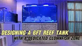 Custom 6ft Reef Tank Design: Separate Zone for Clownfish