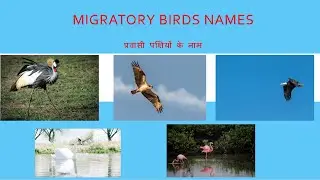 Migratory Birds Names. Migratory Birds name in English and Hindi |