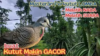 Suara Perkutut Gacor di Alam Liar, Bikin Kutut Sekitar Saling  Bersautan
