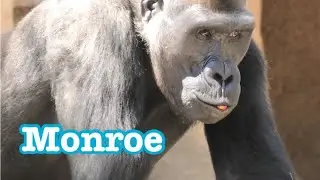Gorilla 💎 Winston checks Frank&rsquo;s door.💎 Joanne stay close to daddy💎 San Diego Safari Park