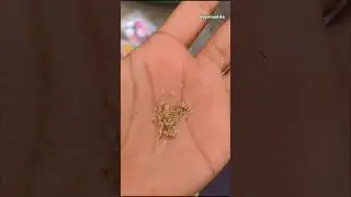 let's grow Summer flowering seeds || NEMESIA #shorts #summer #trending #seeds #nature #ytshorts