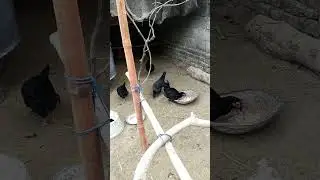 Hen Cage 