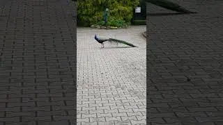 Haben Sie schon einmal geh&ouml;rt, wie die Stimme eines Pfaus klingt? 😱😱😱