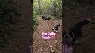 Cornwall Collies 💞loving #adventure in the woods at Tehidy.