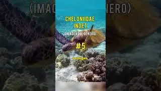 Paleontologia de 🇳🇮 #paleontologia #dinosaurios #curiosidades #fosiles #prehistoria