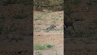 Hudhud the Hoopoe Bird on Ground | Bird Mentioned in the Quran