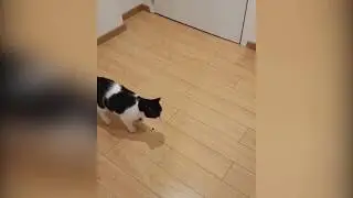 SOLO CAT SOLO GAME - FUNNY PETS VIDEOS