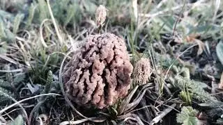 Kucsm&aacute;k - Morchel - Morel - Morchella 2018