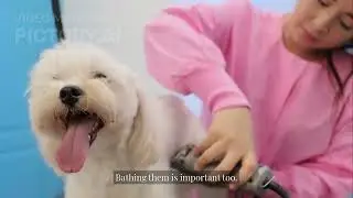 5 Critical Dog Care Mistakes Vets See Every Day