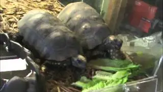 Adult yellow footed tortoises.
