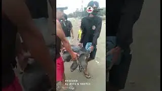 24 December 2022 RESCUED Stranded Olive Ridley Turtle at Kuta Beach Bali #shorts