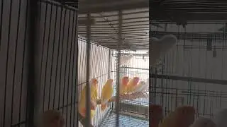 lovebirds #music #love #birds #afivlogs