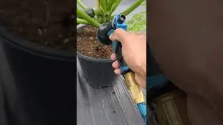 Best Watering Tips for Squash & Zucchini Plants in Containers #greentgarden #gardening #viral