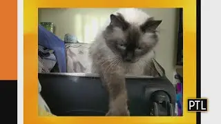 Marvin's Minute: Cat in a suitcase