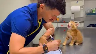 This Kitten Won&rsquo;t Stop Talking Back to the Vet! 😹💬💉