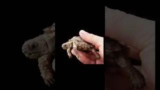 Three Unique Animals | Amazing, Unique and Interesting Facts | Shorts in Hindi | #shorts