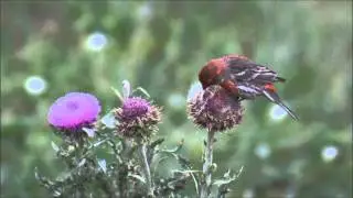 Finch Eats Thistle Seeds